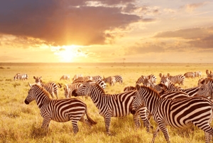 Nairobi: Half-Day Nairobi National Park Private Safari