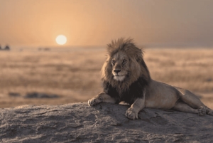 Nairobi: Half-Day Nairobi National Park Private Safari