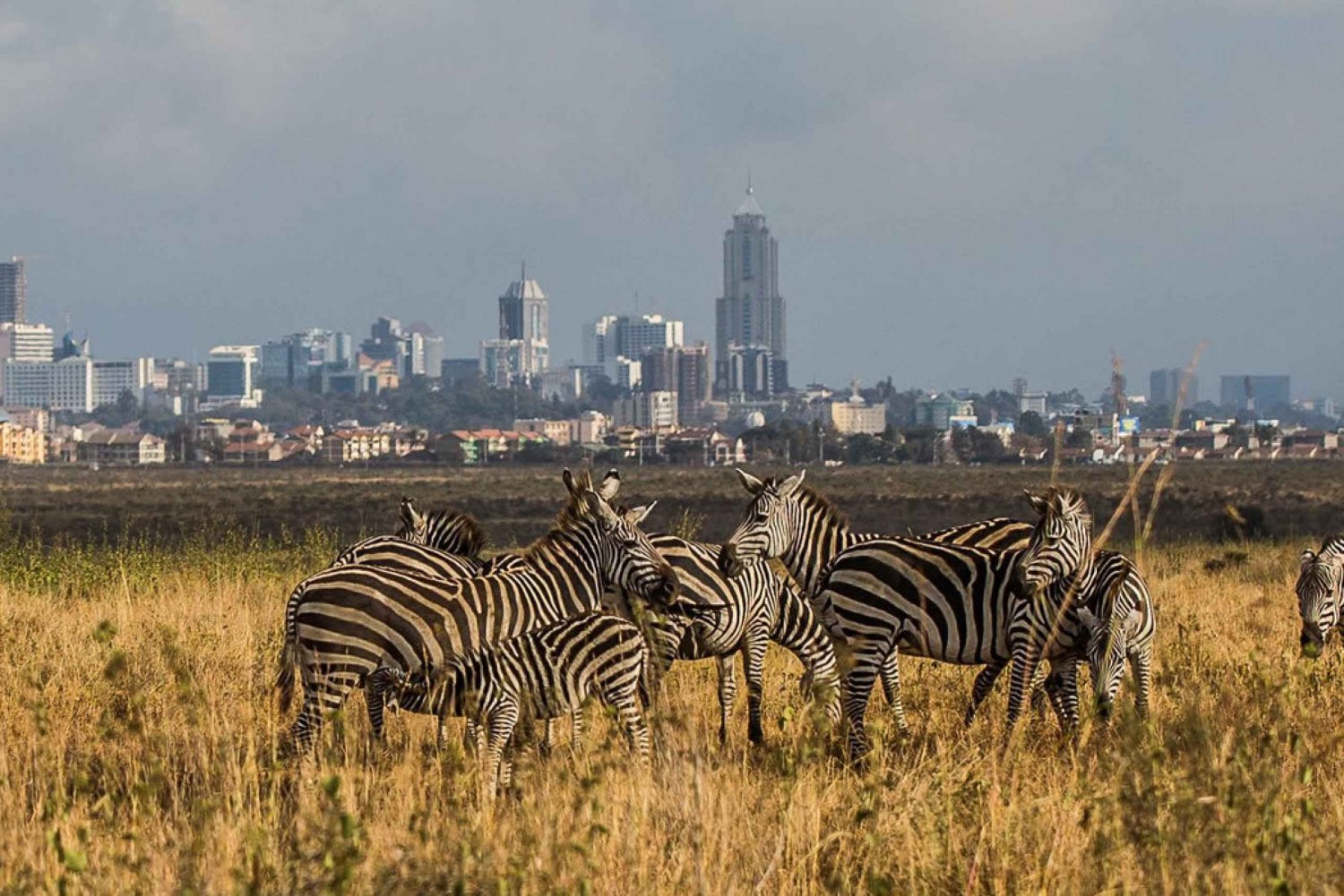 Nairobi: Half-Day Nairobi National Park Sunrise Game Drive