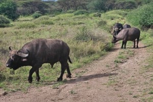 Nairobi: Half-Day National Park Guided Tour with Pickup