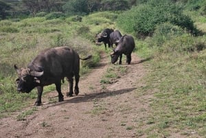 Nairobi: Half-Day National Park Guided Tour with Pickup