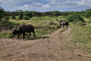 Nairobi: Half-Day National Park Guided Tour with Pickup