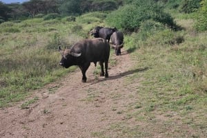 Nairobi: Half-Day National Park Guided Tour with Pickup