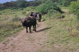 Nairobi: Half-Day National Park Guided Tour with Pickup