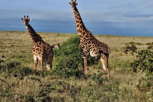Nairobi: Half-Day National Park Guided Tour with Pickup