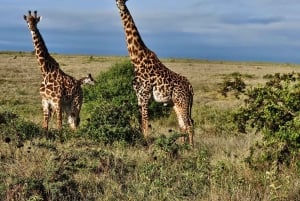 Nairobi: Half-Day National Park Guided Tour with Pickup