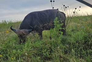 Nairobi: Half-Day National Park Guided Tour with Pickup