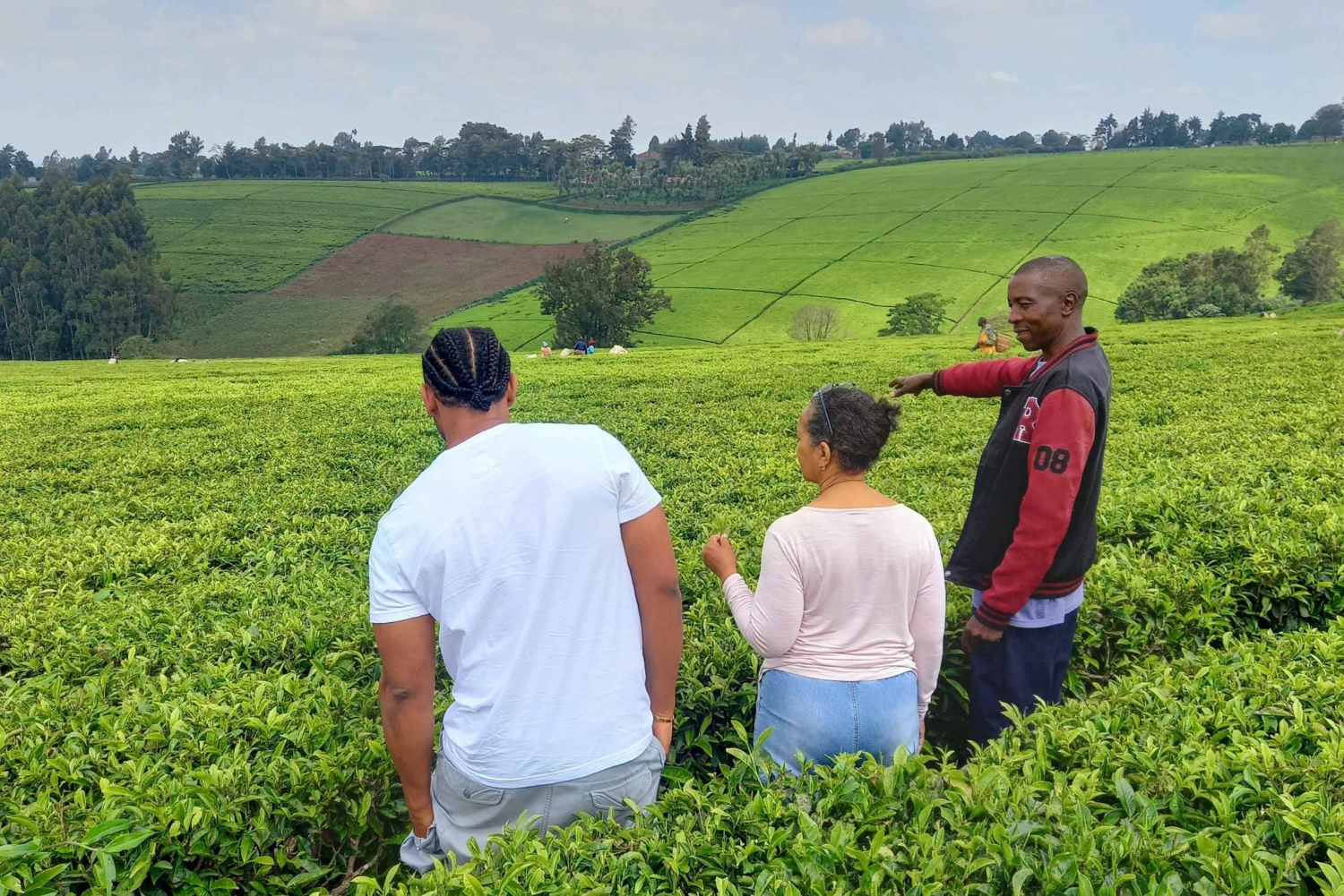 Nairobi: tour de medio día por una granja de té con almuerzo y degustación de té.