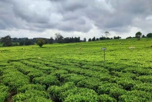 From Nairobi: Riara tea farm tour with lunch and tea tasting