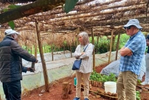 From Nairobi: Riara tea farm tour with lunch and tea tasting
