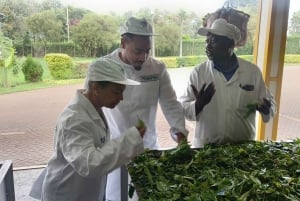 From Nairobi: Riara tea farm tour with lunch and tea tasting