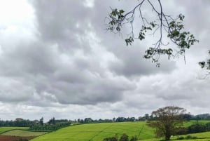 From Nairobi: Riara tea farm tour with lunch and tea tasting