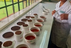 From Nairobi: Riara tea farm tour with lunch and tea tasting
