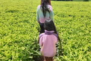 From Nairobi: Riara tea farm tour with lunch and tea tasting