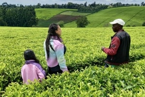 From Nairobi: Riara tea farm tour with lunch and tea tasting