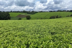 From Nairobi: Riara tea farm tour with lunch and tea tasting