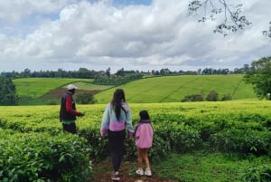 From Nairobi: Riara tea farm tour with lunch and tea tasting