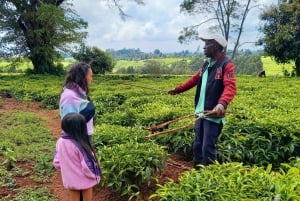 From Nairobi: Riara tea farm tour with lunch and tea tasting