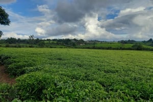 From Nairobi: Riara tea farm tour with lunch and tea tasting