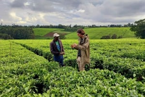 From Nairobi: Riara tea farm tour with lunch and tea tasting