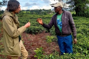 From Nairobi: Riara tea farm tour with lunch and tea tasting