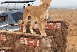 Nairobi: Half-Day Tour of Nairobi National Park with a Guide