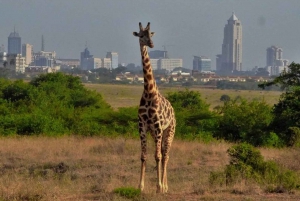 Nairobi: Half-Day Tour of Nairobi National Park with a Guide