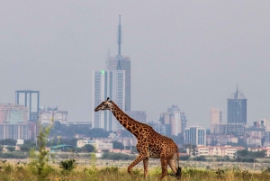 Nairobi: Half-Day Tour of Nairobi National Park with a Guide