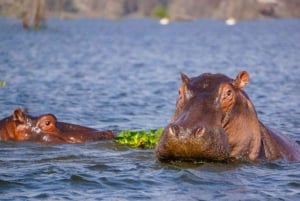 Nairobi: Hell's Gate National Park and Lake Naivasha Tour