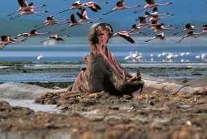 Nairobi: Hell's Gate National Park and Lake Naivasha Tour