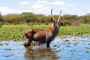 Nairobi: Hell's Gate National Park and Lake Naivasha Tour