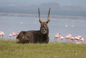 Nairobi: Hell's Gate National Park and Lake Naivasha Tour