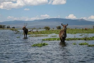 Nairobi: Hell's Gate National Park and Lake Naivasha Tour
