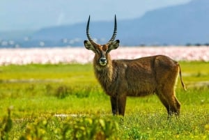 Nairobi: Hell's Gate National Park and Lake Naivasha Tour