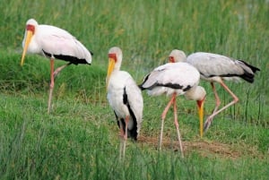 Nairobi: Hell's Gate National Park and Lake Naivasha Tour