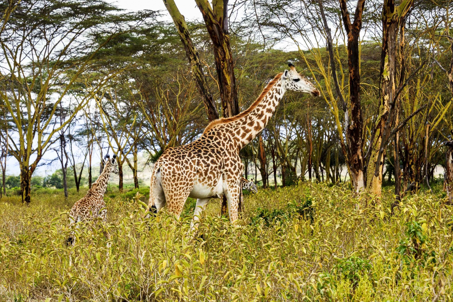 Nairobi: Hell's Gate National Park Full-Day Adventure