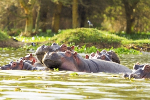 Nairobi: Hell's Gate National Park Full-Day Adventure