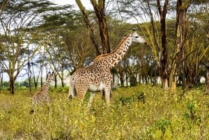 Nairobi: Hell's Gate National Park Full-Day Adventure