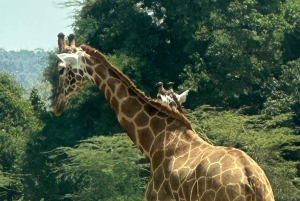 Nairobi: Viagem guiada de um dia ao Parque Nacional Hell's Gate