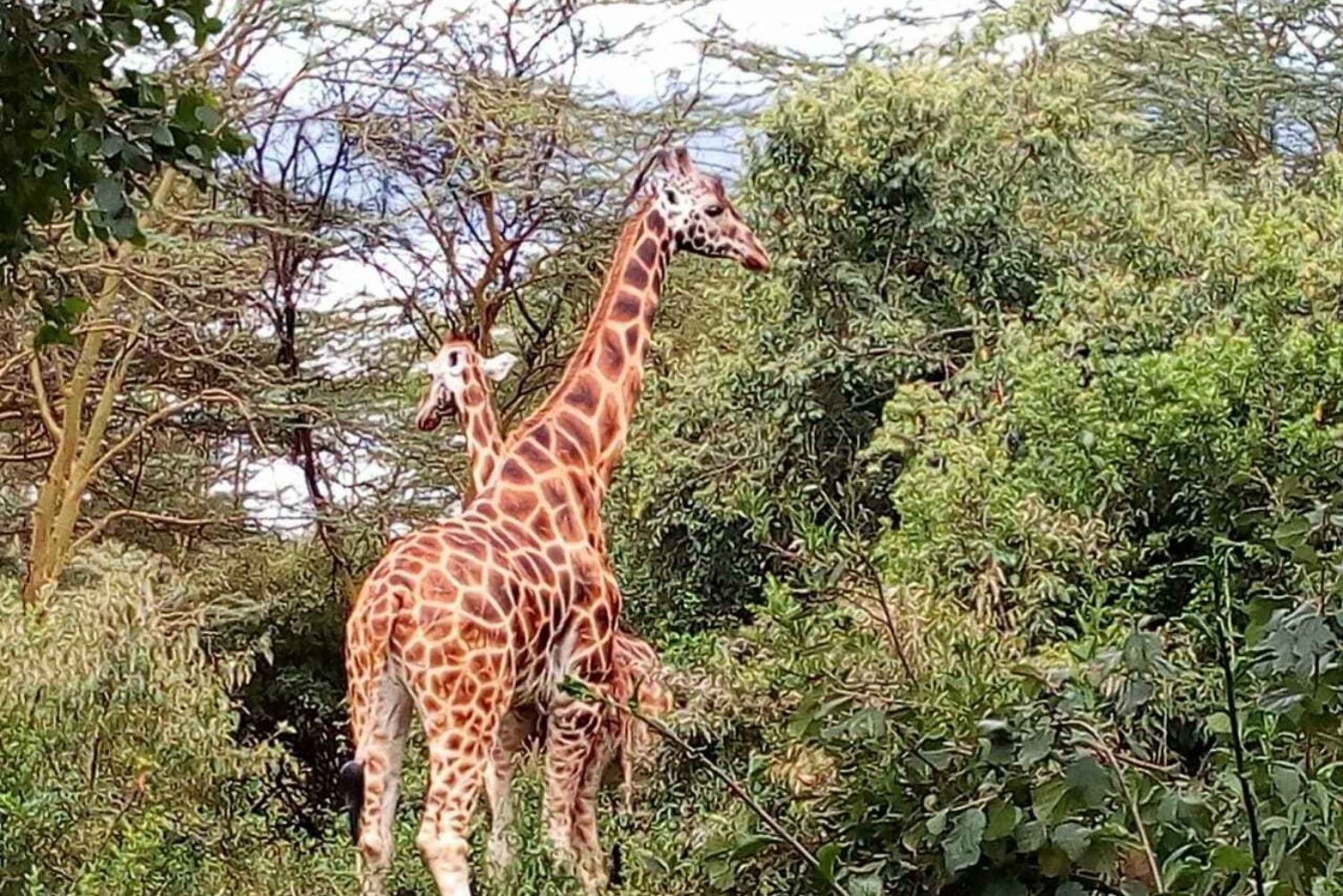 Nairobi: Visita guiada al Parque Nacional de Hell's Gate