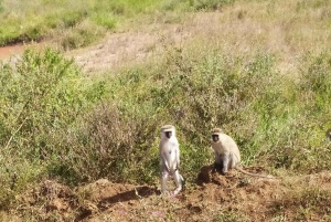 Nairobi: Hell's Gate National Park Tour with Guide