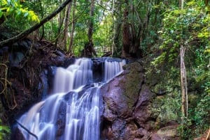 Nairobi: Hidden Waterfalls Hike & Forest Picnic in Karura