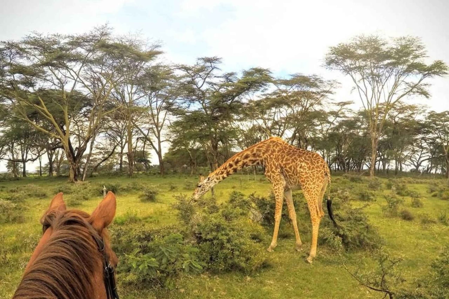Nairobi: Hästsafari och åktur med båt på Naivashasjön
