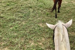 Nairobi: Hästsafari och åktur med båt på Naivashasjön