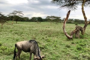 Nairobi: Hästsafari och åktur med båt på Naivashasjön