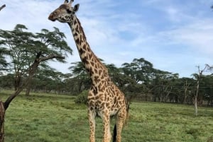 Nairobi: Hästsafari och åktur med båt på Naivashasjön