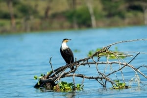 Nairobi: Hästsafari och åktur med båt på Naivashasjön