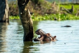 Nairobi: Hästsafari och åktur med båt på Naivashasjön