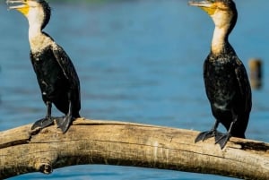 Nairobi: Hästsafari och åktur med båt på Naivashasjön