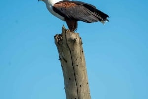 Nairobi: Hästsafari och åktur med båt på Naivashasjön
